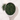Gyokuro Green Tea in a measuring scoop