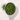 Sencha Decaf Green Tea in a measuring scoop