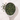 Si Ji Chun Oolong Tea in a measuring scoop