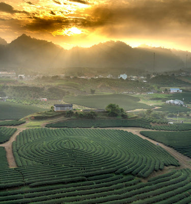 Tea Field with sunset