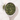 Sencha Kakagawa Green Tea in a measuring scoop
